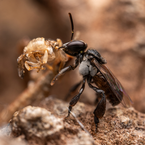 Charcoal Stingless Bee