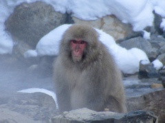Macaca fuscata fuscata