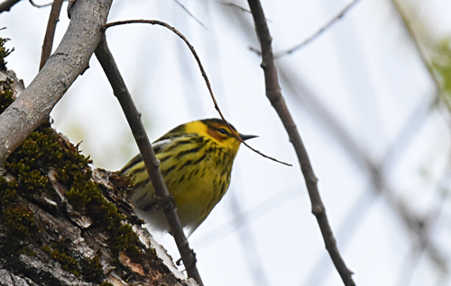 Cape May Warbler