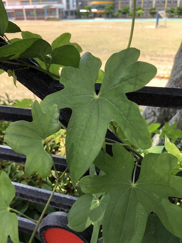 Dioscorea septemloba iNat (3)