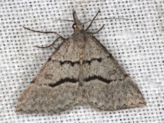 Dichromodes mesogonia