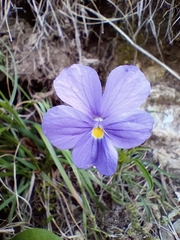 Viola bertolonii, photograph (c) Filippo Ceragioli, some rights reserved (CC BY-SA)