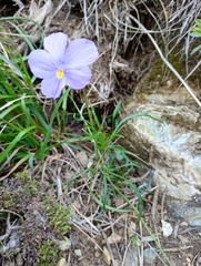 Viola bertolonii, photograph (c) Filippo Ceragioli, some rights reserved (CC BY-SA)
