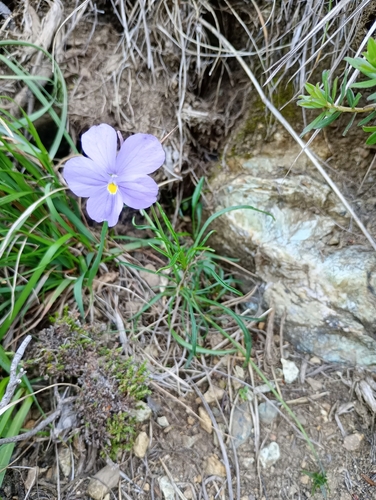 Image of Viola bertolonii by (c) Filippo Ceragioli, some rights reserved (CC BY-SA)
