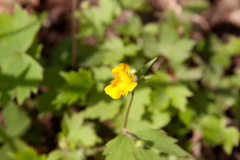 Ranunculus cappadocicus