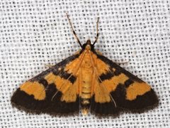 Metallarcha achoeusalis