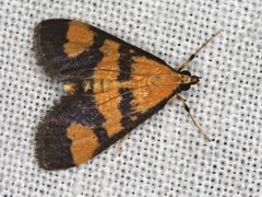 Metallarcha achoeusalis