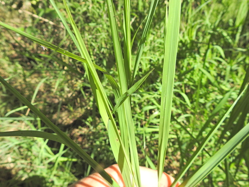 Image of Leersia hexandra by (c) Scott W. Gavins, some rights reserved (CC BY)