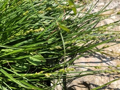 Carex muricata