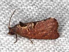 Glyphidoptera insignana