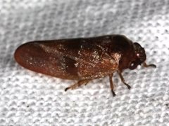 Eoscarta deprivata
