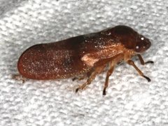 Eoscarta deprivata