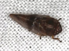 Eoscarta deprivata