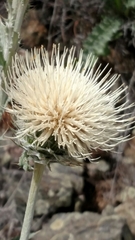 Cirsium cymosum canovirens