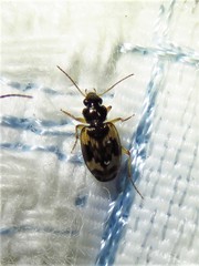 Tetragonoderus