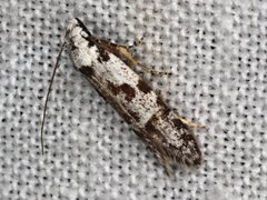 Oxythecta hieroglyphica