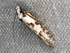 Oxythecta hieroglyphica