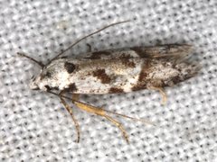 Oxythecta hieroglyphica