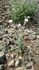 Cirsium cymosum canovirens
