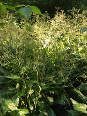 Micranthes micranthidifolia