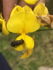 Astylus bourgeoisi