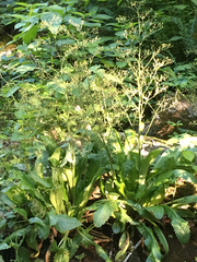 Micranthes micranthidifolia