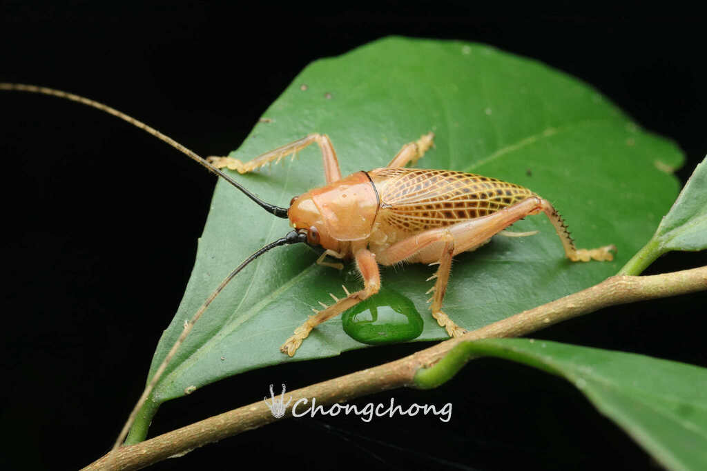 Ocellarnaca conica