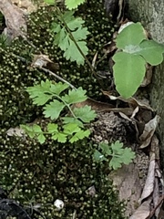 Cystopteris protrusa