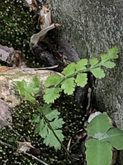 Cystopteris protrusa