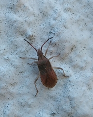 Ceraleptus lividus