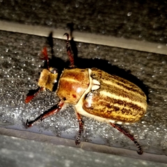 Anoxia australis