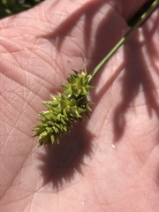 Carex gravida
