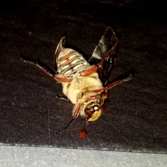 Anoxia australis