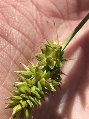 Carex gravida