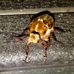 Anoxia australis