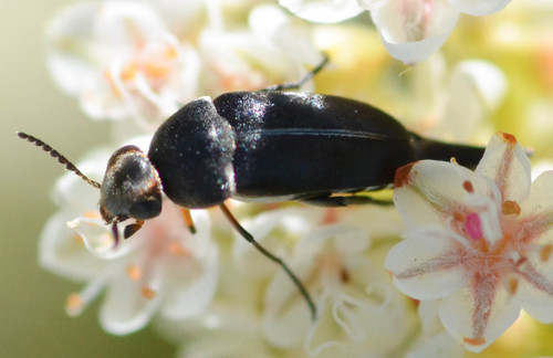 Mordella hubbsi Liljeblad, 1922