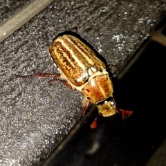 Anoxia australis