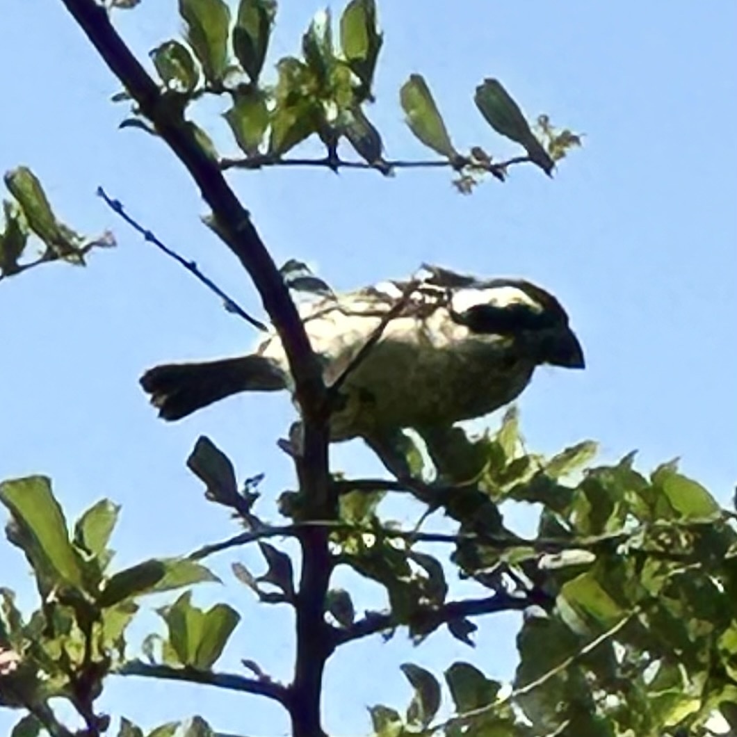 Red-fronted Barbet (Tricholaema diademata), photo 3