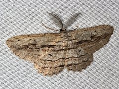 Scioglyptis loxographa