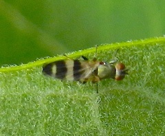 Chaetopsis massyla