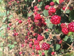 Rubus