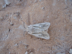 Wiltshirocossus aries
