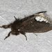 Bordered Browntail Moth - Photo (c) Ken Harris EntSocVic, some rights reserved (CC BY-NC), uploaded by Ken Harris EntSocVic