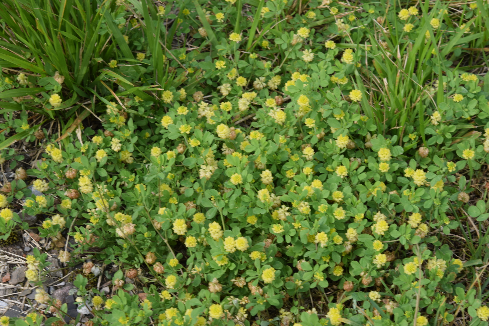 Trifolium campestre