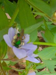 Agapostemon splendens