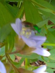 Agapostemon splendens