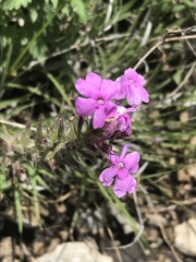 Glandularia canadensis
