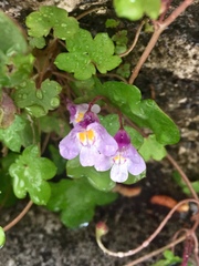 Cymbalaria muralis
