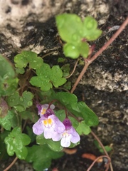 Cymbalaria muralis