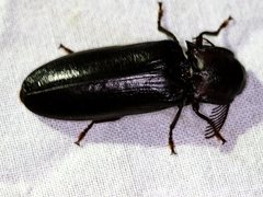 Pseudotetralobus australasiae